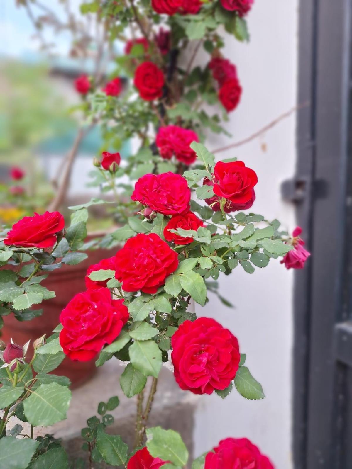 La Maison - A Boutique Bed And Breakfast Бір Екстер'єр фото